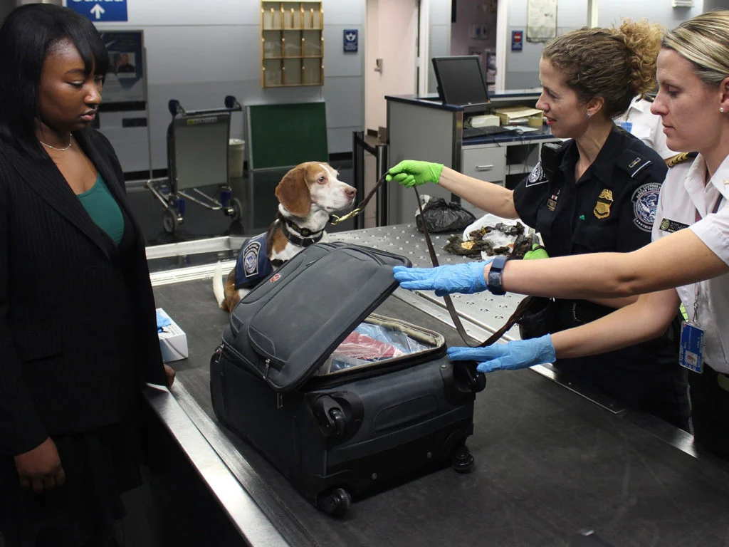 Woman's suitcase being searched by border police and sniffer dog at airport.